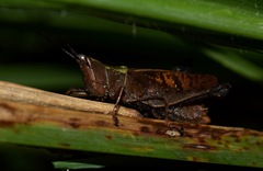 Phaeoparia