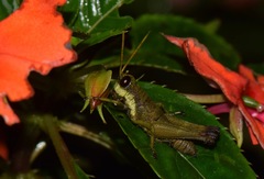 Eucosmetacris cingulata