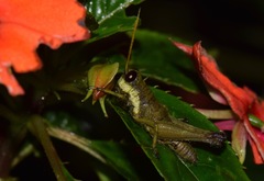 Eucosmetacris cingulata