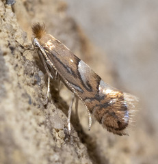Phyllonorycter aeriferella