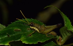 Eucosmetacris cingulata