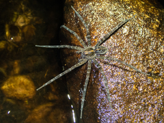 Dolomedes mizhoanus