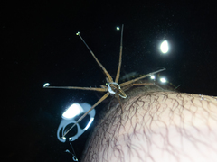 Dolomedes mizhoanus