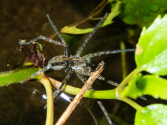Dolomedes mizhoanus
