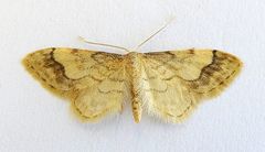 Idaea skinnerata
