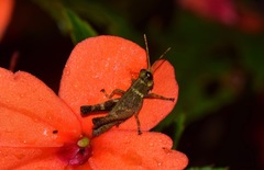 Eucosmetacris cingulata