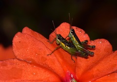 Liebermannacris dorsualis