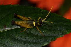 Eucosmetacris cingulata