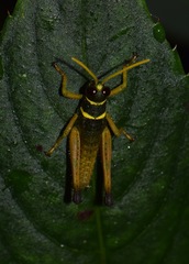 Eucosmetacris cingulata