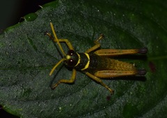 Eucosmetacris cingulata