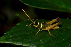 Eucosmetacris cingulata