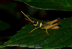 Eucosmetacris cingulata