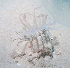 Isarachnanthus