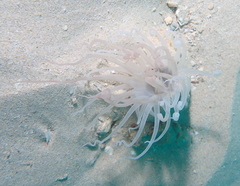 Isarachnanthus