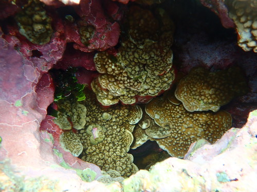 Porites superfusa observed 2021-10-22