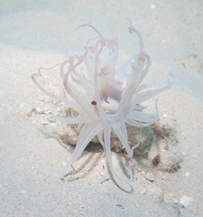 Isarachnanthus