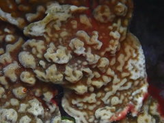 Porites superfusa