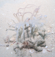 Isarachnanthus