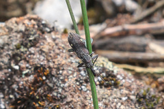Rhinotia bimaculata
