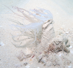 Isarachnanthus