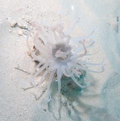 Isarachnanthus