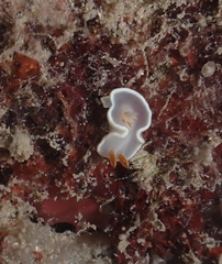 Ardeadoris angustolutea