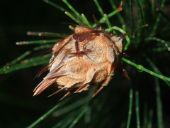 Cylindrococcus spiniferus