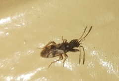 Pseudopamera setosa