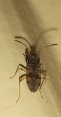 Pseudopamera setosa