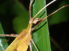 Anthophiloptera dryas