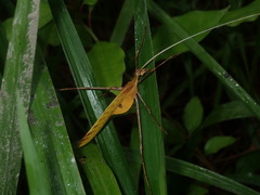 Anthophiloptera dryas