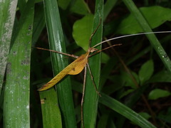 Anthophiloptera dryas