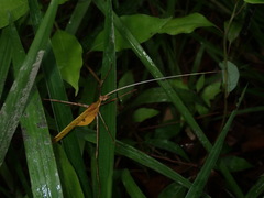 Anthophiloptera dryas