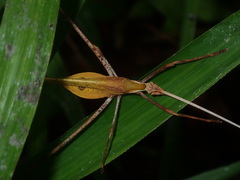 Anthophiloptera dryas