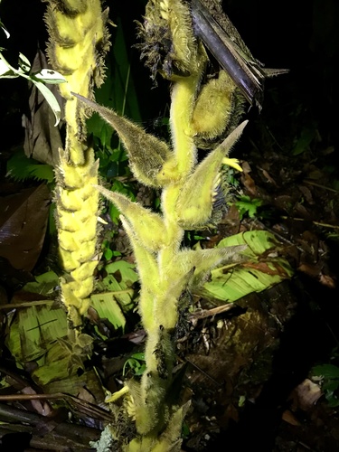 Heliconia xanthovillosa, photograph 2