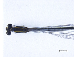 Ischnura aurora aurora