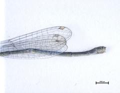 Ischnura aurora aurora