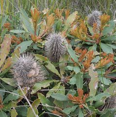 Banksia paludosa