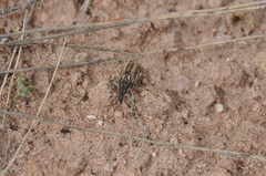 Lixinae