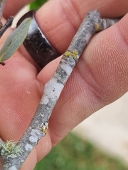 Salix mucronata