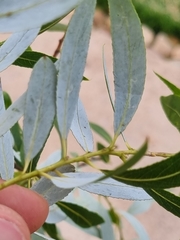 Salix mucronata