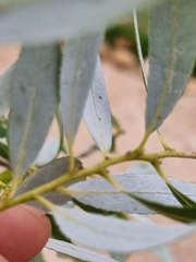Salix mucronata