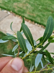 Salix mucronata