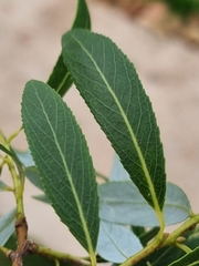 Salix mucronata