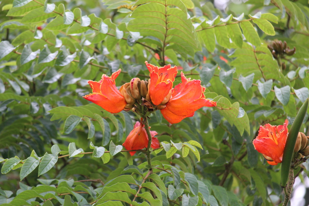 Spathodea campanulata, El Remate, Guatemala