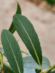 Salix mucronata