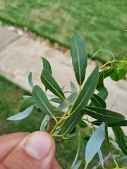 Salix mucronata
