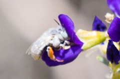 Anthophora hololeuca