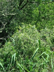 Salix mucronata