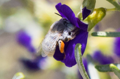 Anthophora hololeuca